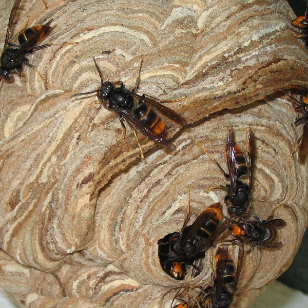 elimination de nids de frelons et chenilles rezé